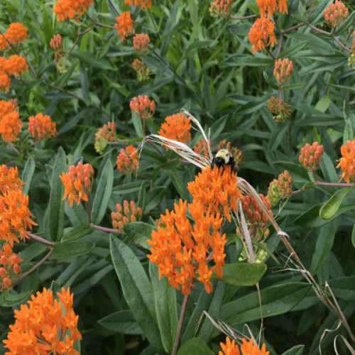 Pollinators enjoying our park flora on the trails